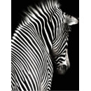 Картина Tired zebra 70х100 cm